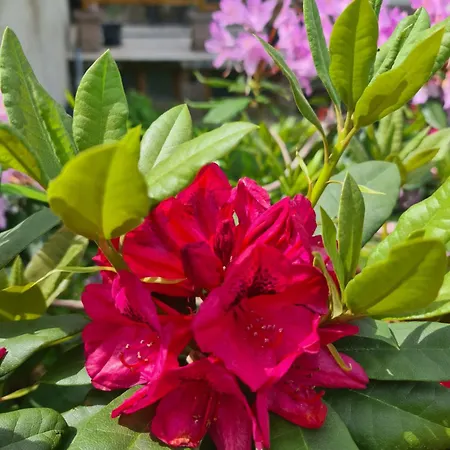 Au Petit Donon Vakantiehuis